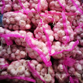 shandong fresh garlic with low price for wholesale